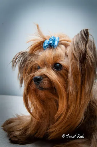 Agnes Salonik Psiej Urody